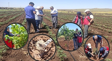 Siverek'te Tarım Arazilerinde Denetim ve Bilgilendirme Çalışması