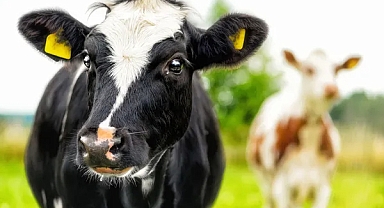 Tarım Bakanlığı'ndan Çiftçiye 3,3 Milyar TL Destek Ödemesi!