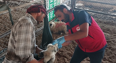 Kurban Bayramı Öncesi Şanlıurfa’da Kurban Pazarlarına Yakın Takip