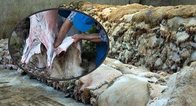 Şanlıurfa’da Deri Tüccarlarından Tek Fiyat Dayatması! Kasaplar Mağdur Ediliyor