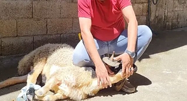 Şanlıurfalılar, Bayramda Güvende Kalmak İçin Plastik Cerrahi Uzmanından Tavsiyeler