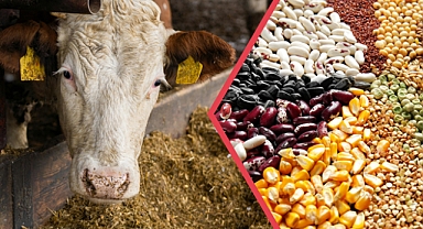 Çiftçiye Müjde, 345 Milyon Liralık Tarımsal Destek Hesaplara Yatıyor!