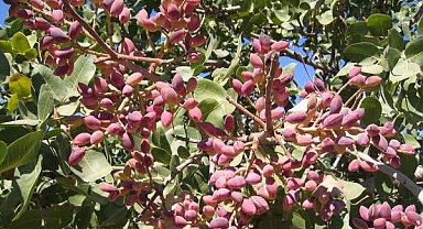 Fıstık Üreticisini Şaşırtan Yükseliş! Şanlıurfa'da Fiyatlar Rekora Koşuyor