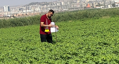 Haliliye’de Pamuk Tarlalarına Tuzak Kuruldu, Zararlılar Sayılıyor!