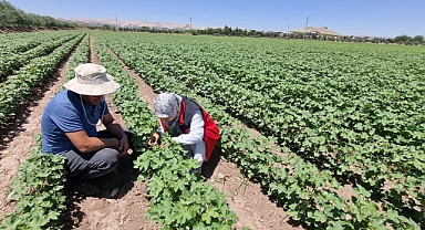 Pamukta Zararlı Alarmı! Şanlıurfa’da Trips ve Kırmızıörümcek Tespit Edildi