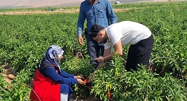 Şanlıurfa’da Bitki Sağlığı Çalışmalarıyla Üreticilere Destek Veriliyor!