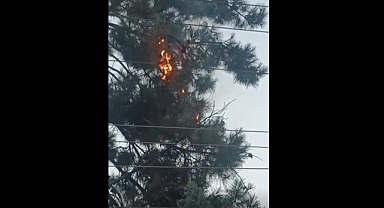 Şanlıurfa’da Elektrik Tellerinin Aşırı Isınması Parktaki Ağaçların Yanmasına Yol Açtı!