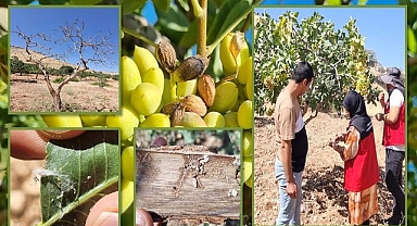 Şanlıurfa’da Fıstık Bahçelerinde Kapsamlı Hastalık ve Zararlı Kontrolü Yapıldı