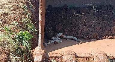 Şanlıurfa’da Kepçeden Devasa Engerek Yılanı Çıktı!
