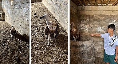 Şanlıurfa’da Nesli Tükenmekte Olan Akbabaya Hayat Kurtaran Müdahale