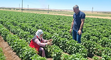 Şanlıurfa’da Üreticilere Zirai Uyarı! Toprak Dengeyi Kaybediyor