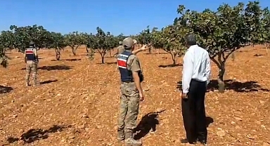 Şanlıurfa Jandarması Fıstık Hırsızlarına Göz Açtırmıyor!