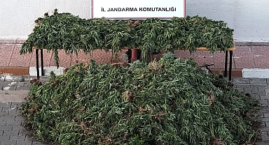 Şanlıurfa Jandarması Uyuşturucuya Karşı Kararlı, Siverek’te Büyük Operasyon!