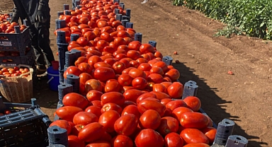 Şanlıurfa'nın Güneşiyle Kurutuluyor, Tüm Türkiye Sofralarında Tüketiliyor!