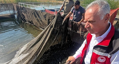 Atatürk Barajı'nda Milyonlarca Balık Yavrusu Doğaya Salınıyor!