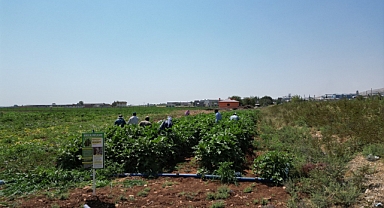 Şanlıurfa Büyükşehir Belediyesi Tarımla Kalkınmayı Hedefliyor Ata Tohumlarıyla Geleceğe Yatırım