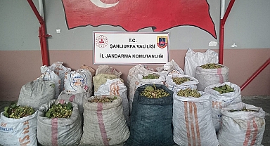 Şanlıurfa’da Fıstık Hırsızlarına Ağır Darbe, 13 Şüpheli Suçüstü Yakalandı!