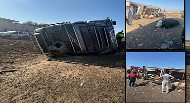 Şanlıurfa'da Hayvan Yüklü TIR Kontrolden Çıktı, Çok Sayıda Hayvan Telef!