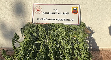 Şanlıurfa’da Uyuşturucu Operasyonu! Jandarma 35 Kök Kenevir Ele Geçirdi