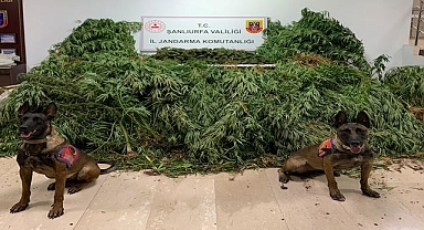 Şanlıurfa Güvenlik Güçlerinden Şok Uyuşturucu Operasyonu 11 Kilo Esrar Yakalandı