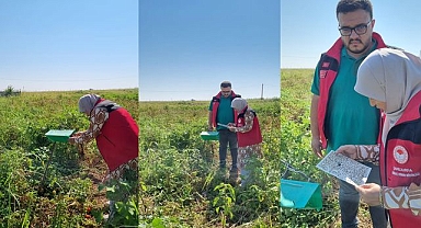 Şanlıurfa İl Tarım Müdürlüğü Haliliye’de Domates Zararlısına Karşı Yoğun Mücadele Yürütüyor