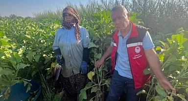 Şanlıurfa İl Tarım Müdürü Söğüt, Birecik Patlıcanı Tarlasını Ziyaret Etti