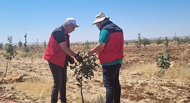 Şanlıurfa Tarım Müdürlüğü’nden Zeytinlerde Hastalık ve Yabancı Ot Uyarısı