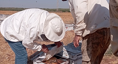 Şanlıurfa, Arıcılıkta Türkiye'nin Yeni Yıldızı Olma Yolunda