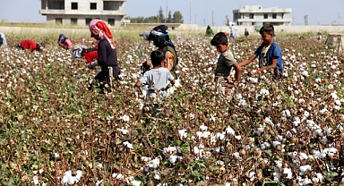 Şanlıurfa’da 2025 Pamuk ve Mısır Hasat Ücretleri Netleşti!