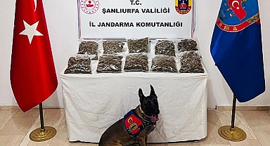 Şanlıurfa’da Dev Uyuşturucu Operasyonu! 7 Kilo Skunk Ele Geçirildi