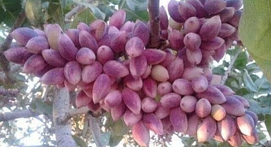 Şanlıurfa’da Güncel Fıstık Fiyatları Açıklandı