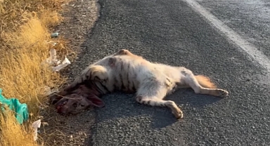 Şanlıurfa’da Nesli Tükenme Tehlikesindeki Çizgili Sırtlanı Araba Ezdi