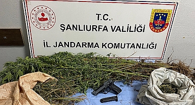 Şanlıurfa’da Uyuşturucuya Ağır Darbe! Esrar İle Kök Kenevir Ele Geçirildi