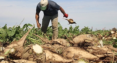 Şeker Pancarında Yeni Dönem! 2025-2026 Üretim Yılı Alım Fiyatı Belirlendi