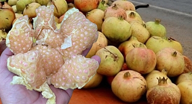 Suruç'un Meşhur Narları Bu Hafta Tezgahlarda!