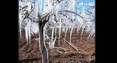 Zirai Don Afetinden Zarar Gören Çiftçilere 46,5 Milyar TL Destek!