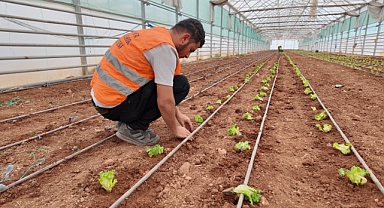 Şanlıurfa Büyükşehir'den Kışlık Sebze Atağı: Seralarda Yeni Dönem Başladı