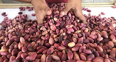Şanlıurfa Şıracılar ve Fıstıkçılar Esnaf Odası Güncel Fıstık Fiyatlarını Açıkladı