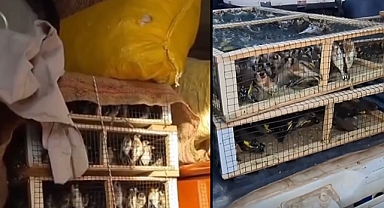 Yasa Dışı Kuş Ticareti Operasyonu! Rekor İdari Ceza Yazıldı