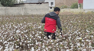 Haliliye Tarım Müdürlüğü, Pamuk Hasadında Kalite Kontrolleri Yaptı!