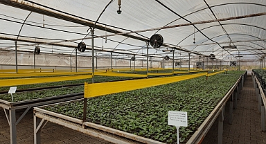 Şanlıurfa Büyükşehir’den Doğaya ve Ekonomiye Çifte Katkı! Kendi Çiçeğini Üretiyor