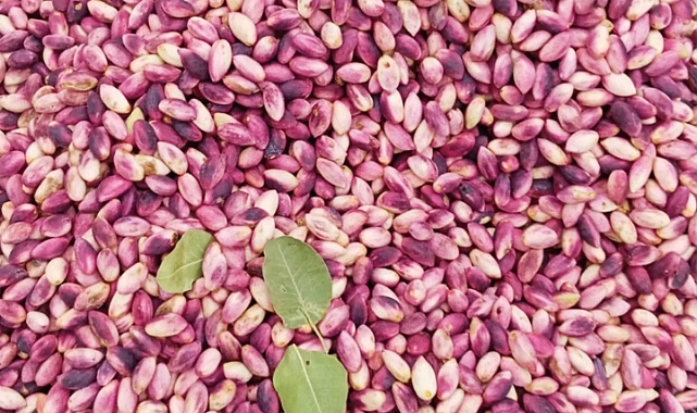 Şanlıurfa’da Fıstık Fiyatları Açıklandı! Kırmızı Kabuklu ve Boz Kavlak Zamlandı