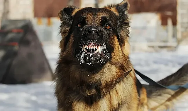 Şanlıurfa’da Sokak Köpeği Dehşeti Küçük Kız Hastanelik Oldu!