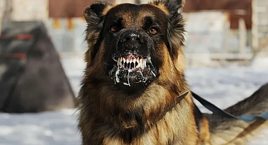 Şanlıurfa’da Sokak Köpeği Dehşeti Küçük Kız Hastanelik Oldu!