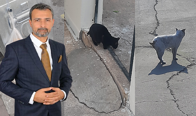 Şanlıurfa İpekyol’da Vahşet Kedilerin Kuyrukları Büyü İçin Kesildi İddiası!