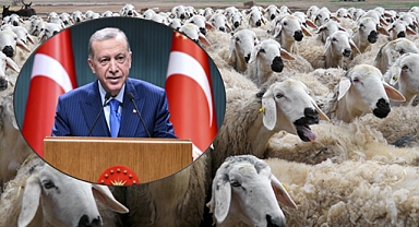 Küçükbaş Hayvancılığa Yeni Dönem Cumhurbaşkanı Erdoğan'dan Büyük Müjde!