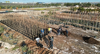 Şanlıurfa Büyükşehir’den Yeşil Bir Urfa Hamlesi! Ağaç ve Bitki Dikimleri Hızlandı