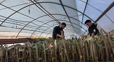 Şanlıurfa’da Tarımda Gelecek Modern Seralarda 30 Bin Fidan Yetiştiriliyor