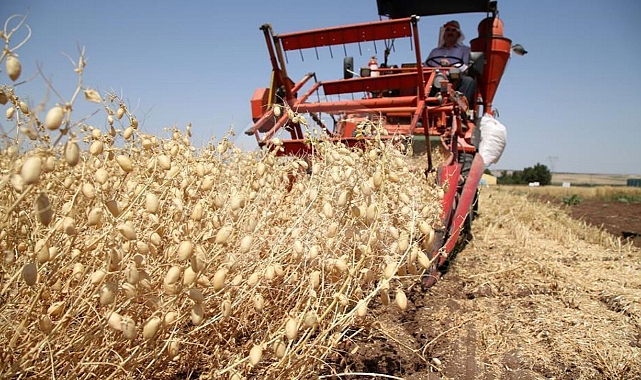 Tohum Üretiminde Rekor Artış Türkiye, İhracatta Öne Çıkıyor!