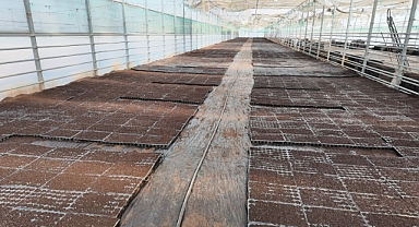 Şanlıurfa Büyükşehir’den Tarıma Büyük Hamle! Binlerce Fide Dağıtacak